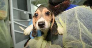 Grootste reddingsactie van honden ooit in de VS: 4000 beagles worden gered…