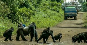 Filmploeg van de BBC stopt het verkeer zodat familie gorilla’s de weg kan oversteken…