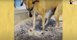 Stoute kitten steelt bed van Deense Dog en probeert uit zijn kom te eten..