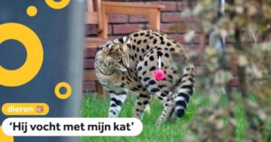 Deze serval zet boel op stelten in een woonwijk in Arnhem