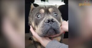 Zij adopteert een hond die op een zeehondenpup lijkt..