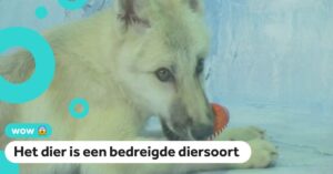 Deze bijzondere poolwolf is gekloond in een Chinees laboratorium