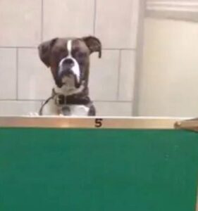 Verbaasde hond reageert hilarisch als baasje hem na zijn vakantie ophaalt bij de opvang