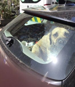 Laat nooit huisdieren achter in je auto. Zo hoog is de temperatuur na 10 minuten…