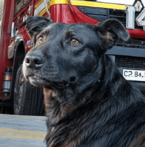 Tranen bij de brandweer: heldenhond Kaiser krijgt ontroerend afscheid