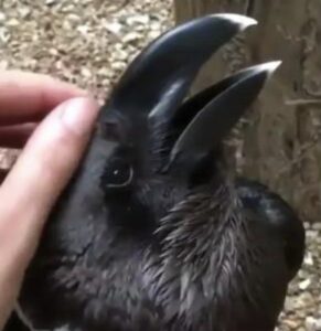 Iedereen ziet iets anders: Zie jij een konijn of een kraai?