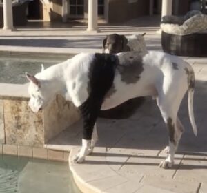Video: Deense dog mag niet zwemmen van zijn baasje. Zijn reactie is hilarisch!