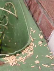 Zo kom je van die stinkende geur en maden in de groene container af!