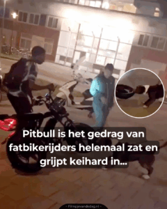 Pitbull heeft een hekel aan fatbikes…