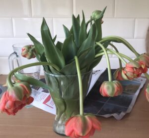 Nooit meer hangende tulpen met deze handige truc