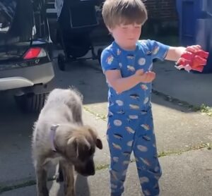 Jongetje krijgt puppy die reusachtig groot wordt.. Het zijn beste vriendjes..