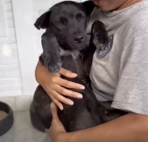 Verwaarloosde puppy die dacht dat iedereen hem opgaf, krijgt een tweede kans..  Het moment dat hij eindelijk kwispelt