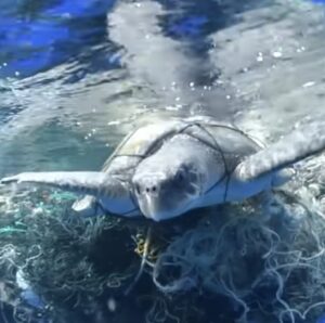 Zeeschildpad zit vast in plastic maar krijgt op het juiste moment hulp..