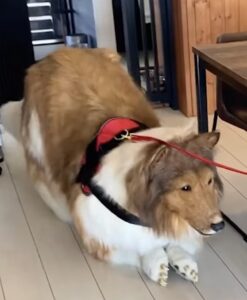 Man geeft duizenden euro’s uit voor een realistisch Border Collie kostuum.. Lijkt net echt..