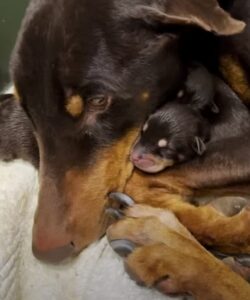 Mamahond en haar jongen, die in de regen waren gedumpt, herenigd