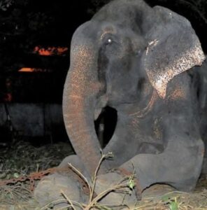 Een olifant die zijn leven lang aan een ketting zat, laat bij zijn redding voelen wat het betekent om eindelijk vrij te zijn.