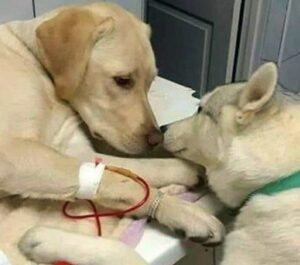 Zieke hondjes die wachten op behandeling worden getroost door therapiehond van het ziekenhuis