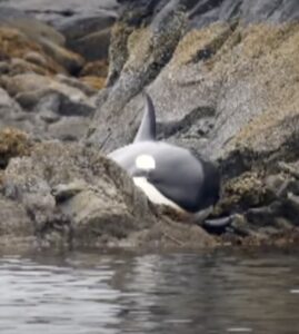 De orka was zo angstig dat ze huilde, tot deze mensen haar kwamen helpen.