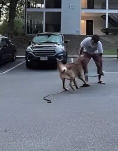 Inbreker heeft zijn dag niet als hij oog-in-oog komt te staan met waakhond..