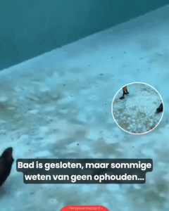 Bad is gesloten, maar sommige weten van geen ophouden…
