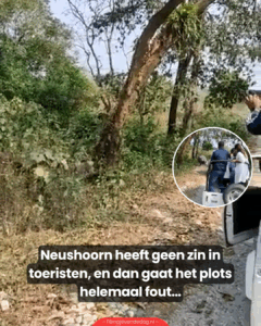 Neushoorn keert zich af van toeristen, met onverwachte gevolgen…