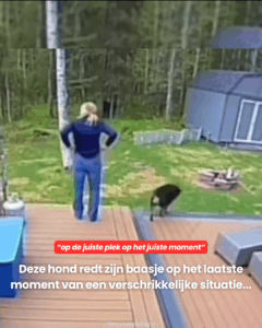 Deze hond redt zijn baasje op het laatste moment van een verschrikkelijke situatie…
