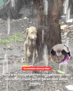 Hond is achtergelaten en vastgebonden aan een boom, maar wordt gered door echte helden…