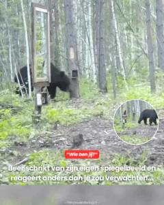Beer schrikt van zijn eigen spiegelbeeld en reageert anders dan je zou verwachten…