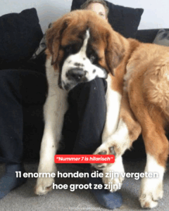 Dit is toch hilarisch..
