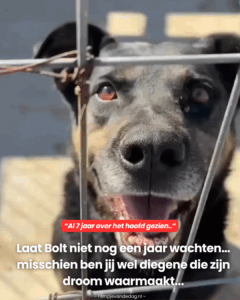 Laat Bolt niet nog een jaar wachten… misschien ben jij wel diegene die zijn droom waarmaakt…