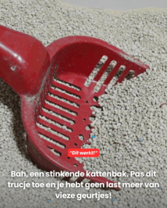 Zó maak je de kattenbak schoon!