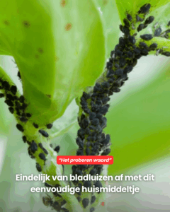 Eindelijk een oplossing!