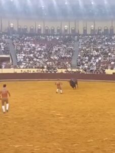 VIDEO: Stier van bijna 700 kilo liet zich niet met zich sollen..