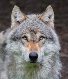 Zo moet je je gedragen wanneer je een wolf tegenkomt – het kan je leven redden.