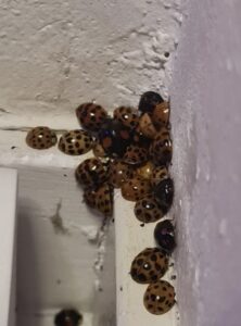 Plotseling lieveheersbeestjes in huis? Hier komt het door..