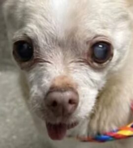 Oude chihuahua achtergelaten door familie: Een gebaar geeft haar een laatste hoop