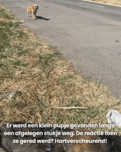 Er werd een klein pupje gevonden langs een afgelegen stukje weg. De reactie toen ze gered werd? Hartverscheurend!