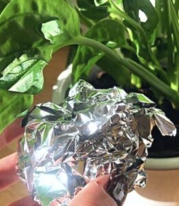 Leg een bolletje aluminiumfolie bij je planten en je zult deze 4 problemen nooit meer hebben!