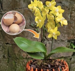 Geef orchideeën voortaan geen water meer – Geef ze dit en ze blijven veel langer mooi
