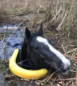 Een man redt een gevangen paard en ontvangt een oprecht gebaar van dankbaarheid!
