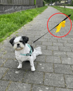 Wanneer je een geel lintje aan een hondenriem ziet, wees dan alert.