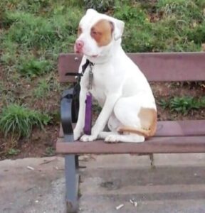 Hond vastgebonden achtergelaten in park: uitleg van baasje zorgt voor woede online