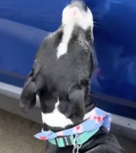 Hond keert na 24 uur terug naar asiel, zijn reactie daarop breekt werkelijk ieder hart.