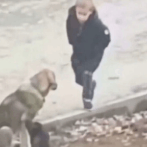 Jongen denkt dat niemand kijkt, wat hij doet voor zwerfhonden raakt miljoenen harten..