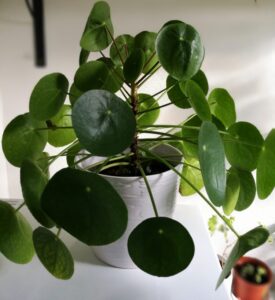 Met deze tips blijft jouw pannenkoekenplant wél in leven! (iets wat verrassend vaak misgaat bij veel mensen.)