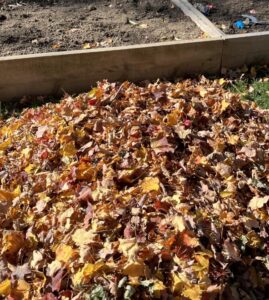 Tuin ligt vol met bladeren van de buren: dit mag je doen en hier heb je recht op
