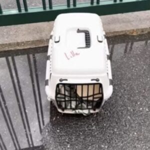 Vroeg in de ochtend is er een nare verrassing voor het dierenasiel: medewerkers zijn geschokt!