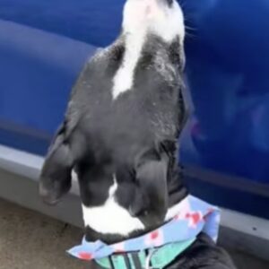 Hond wordt na 24 uur teruggebracht naar het asiel, en zijn reactie raakt echt ieders hart.