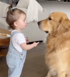 Hond reageert hilarisch als meisje haar aanspreekt om van de koekjes af te blijven