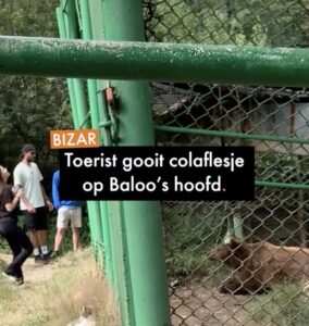 Bizarre beelden: Toerist gooit colaflesje op beer zijn hoofd..